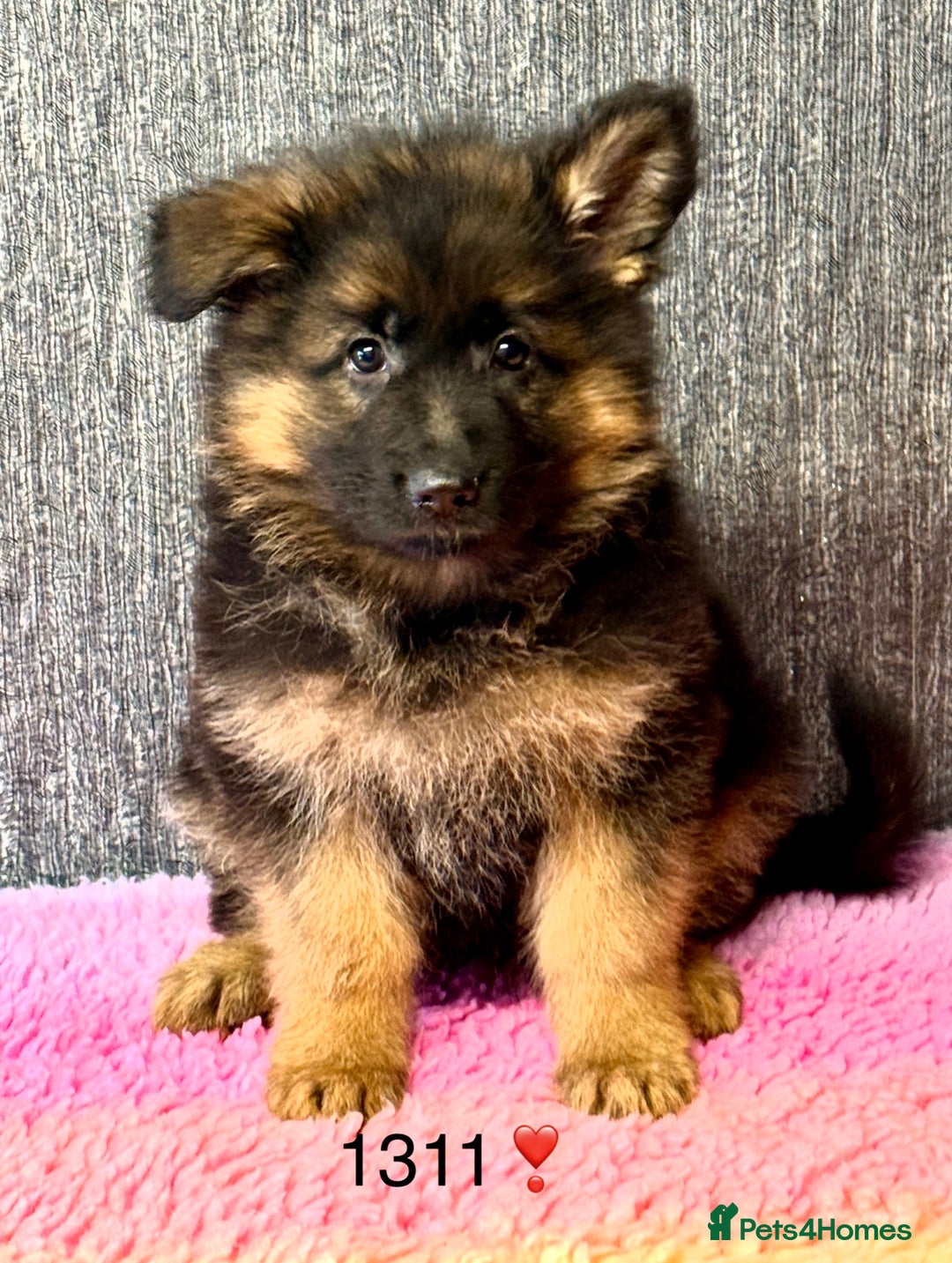 German Shepherd dogs for sale: OUTSTANDING QUALITY - Image 2
