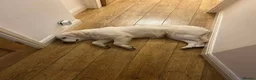 Golden Retriever dogs for sale: Golden retriever for rehome - Advert 6