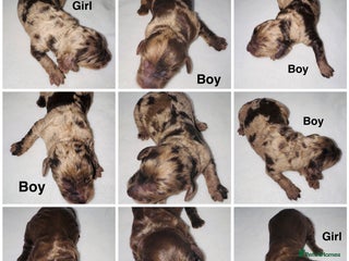 Cockapoo dogs Extensive DNA Tested Cockapoo pups, Ready 4th Feb - Advert 14