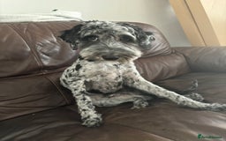 Cockapoo dogs for stud: Mr blu  - Image 3