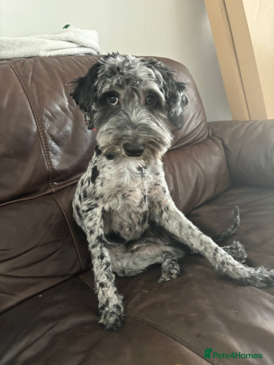 Cockapoo dogs for stud: Mr blu  - Image 3