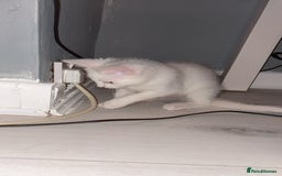 Mixed Breed cats for sale: 2 white kittens  - Image 8