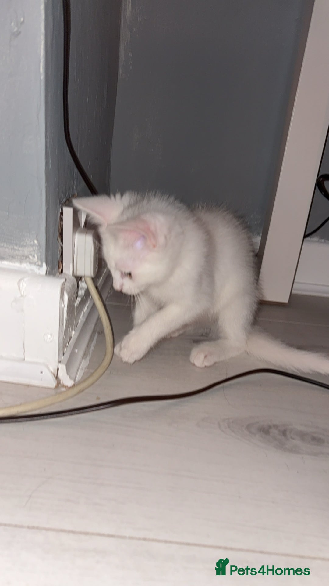 Mixed Breed cats for sale: 2 white kittens  - Image 8