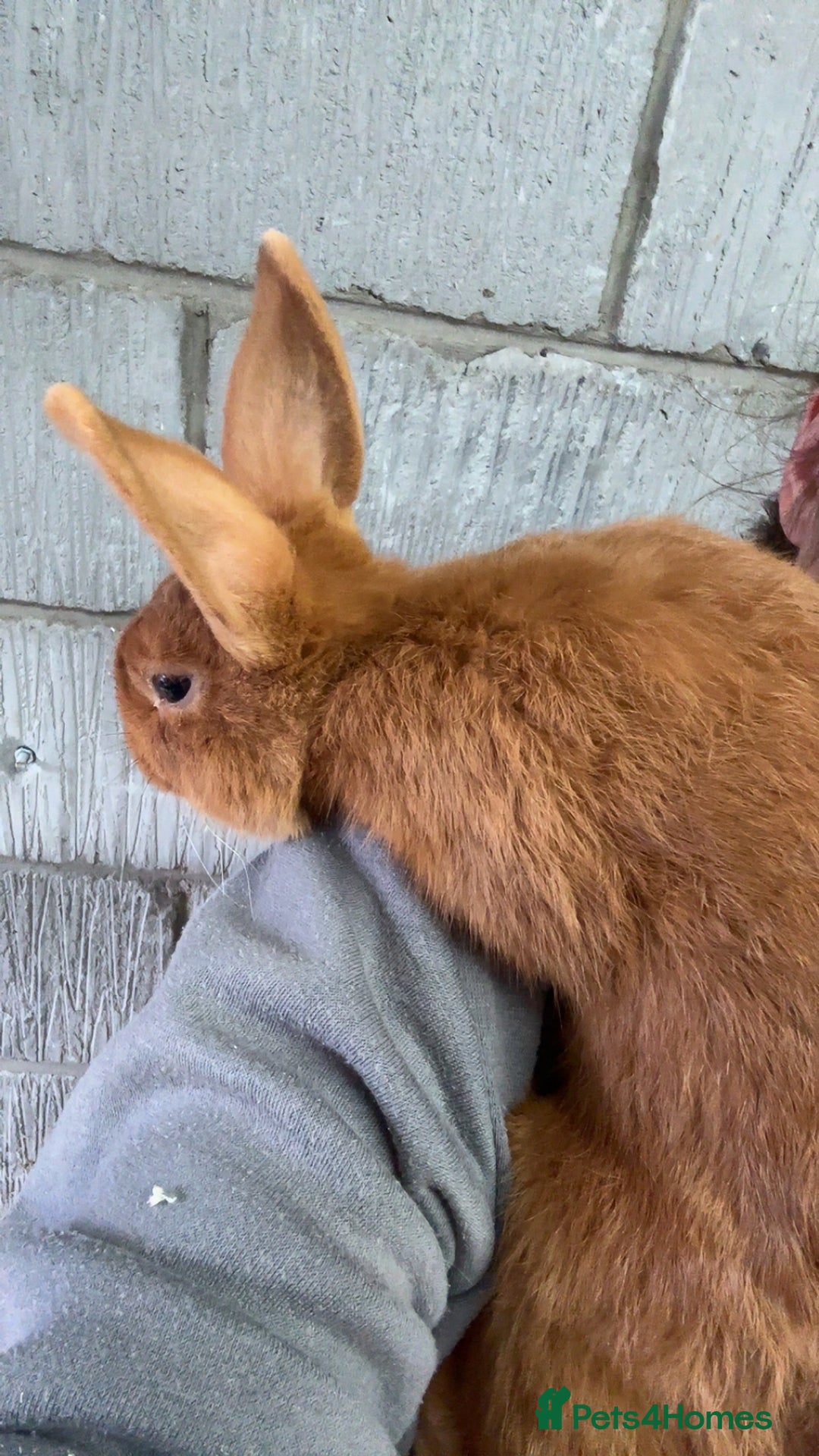 Thrianta rabbits for sale: Rabbit  - Image 2