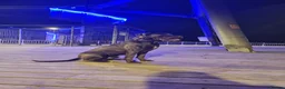Cane Corso dogs for sale: 19 months Cane Corso male  in Bournemouth - Advert 3