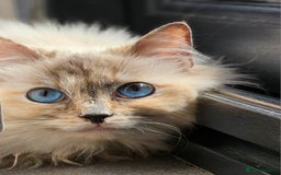 Ragdoll cats for sale: Stunning ragdoll kittens  - Image 7