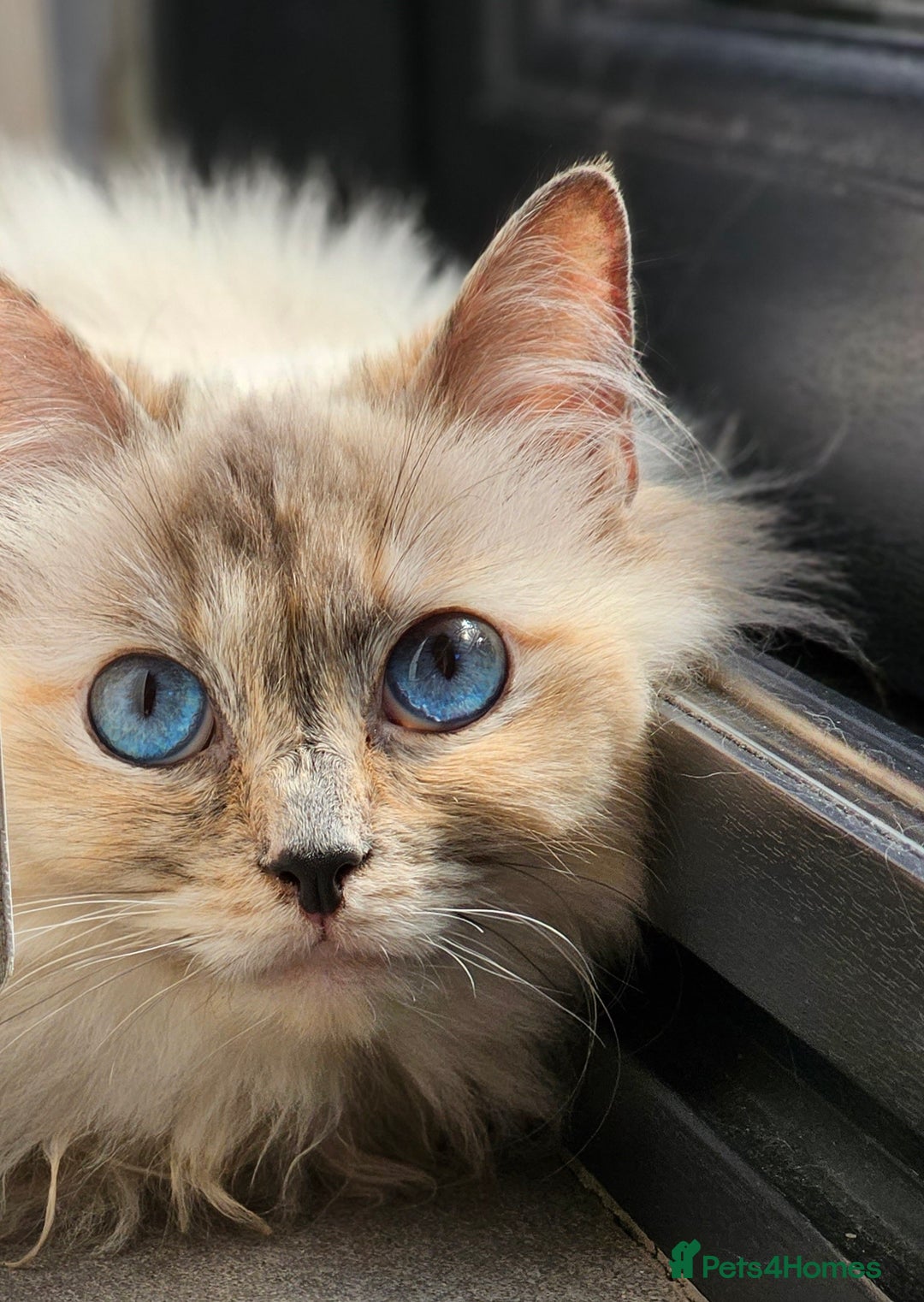 Ragdoll cats for sale: Stunning ragdoll kittens  - Image 7