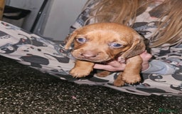 Mixed Breed dogs for sale: Pug x miniature dachshund *Only one left* - Image 12