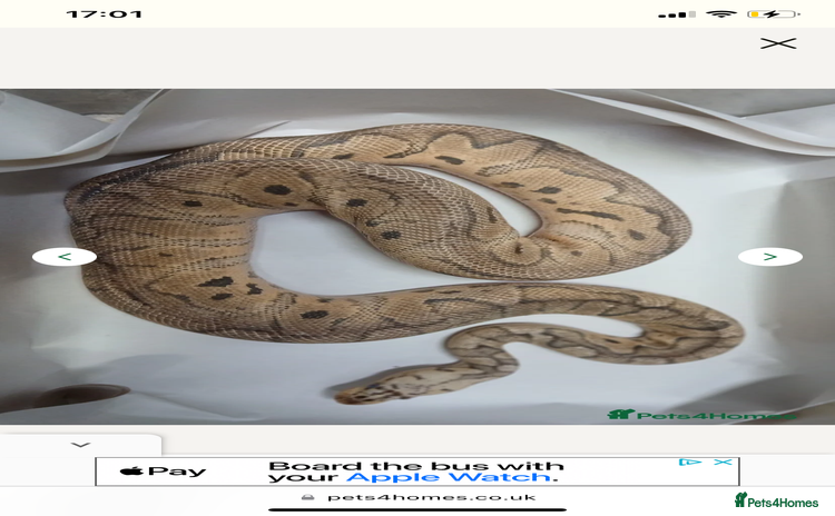 Python Snake reptiles - Advert 1