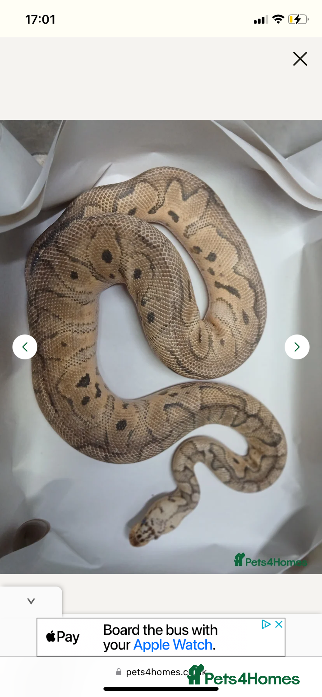 Python Snake reptiles for sale: Ball python  - Image 1