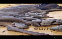 Cane Corso dogs for sale: Superb Cane Corso Puppies Available  - Image 3