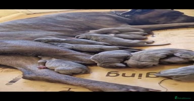 Cane Corso dogs - Advert 11