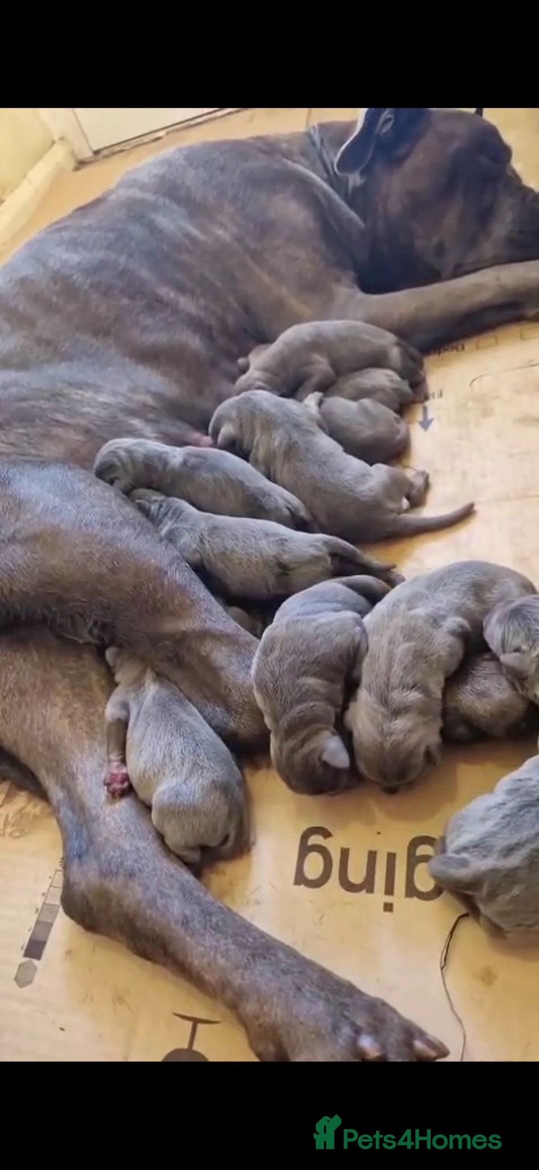 Cane Corso dogs for sale: Superb Cane Corso Puppies Available  - Image 3