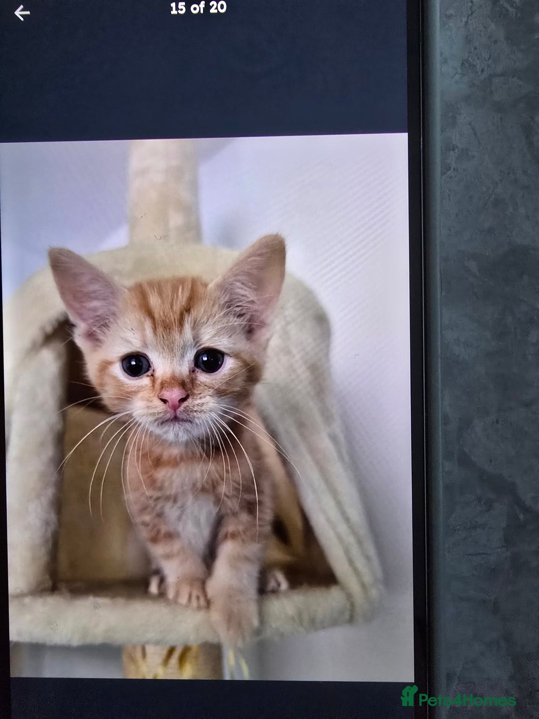 Mixed Breed cats for sale: Ginger kittens - Advert 15