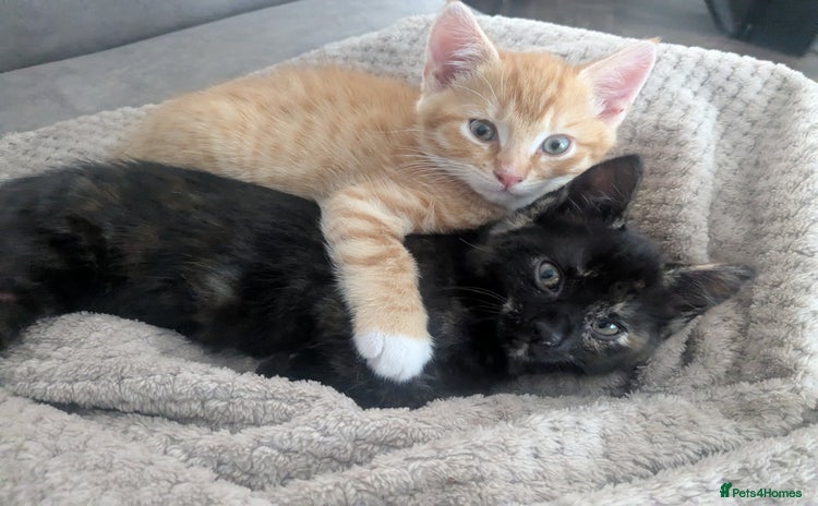 Mixed Breed cats - Advert 2