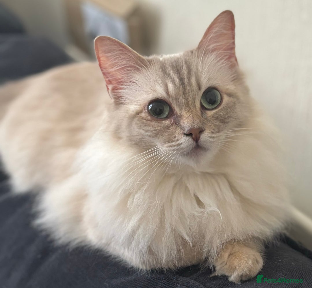 Ragdoll cats for sale: Sadly selling my beautiful ragdoll Lillie  - Advert 3