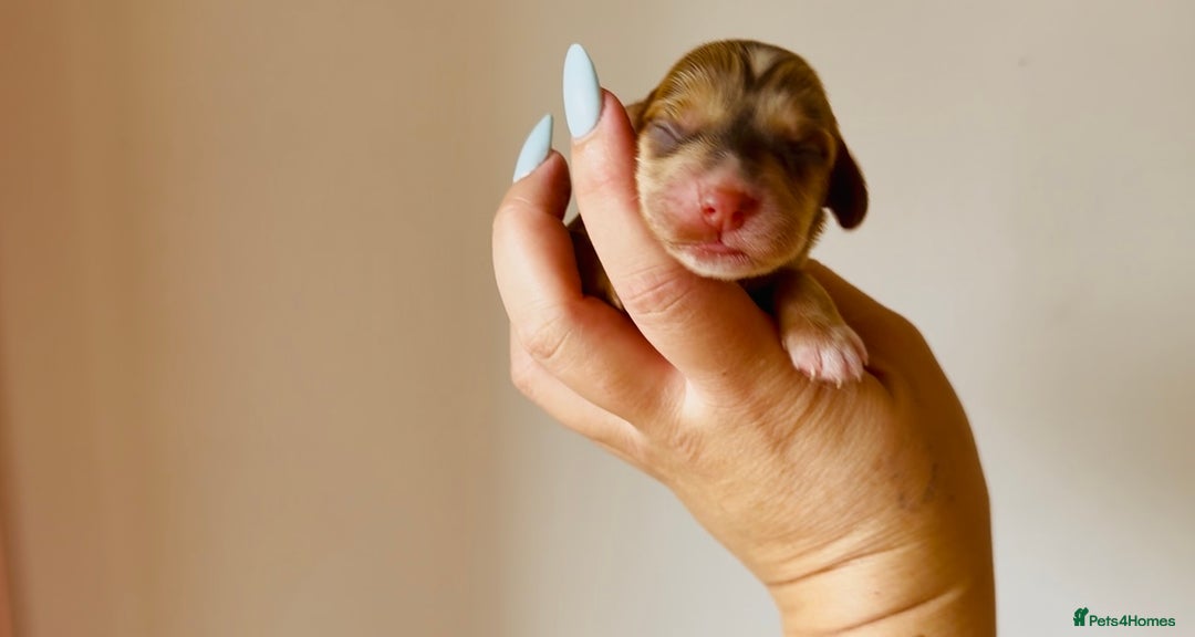 Cocker Spaniel dogs for sale: 🐶💕Newborn baby cockers💕🐶 - Image 2