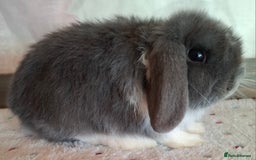 Mini Lop rabbits for sale: Mini lop kits - Image 13