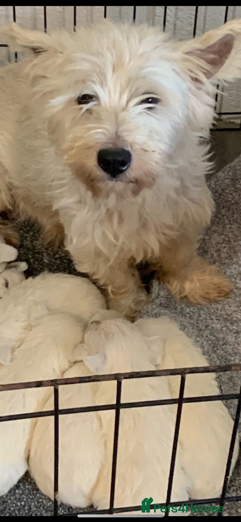 West Highland Terrier dogs Kc Westie pup - Advert 13