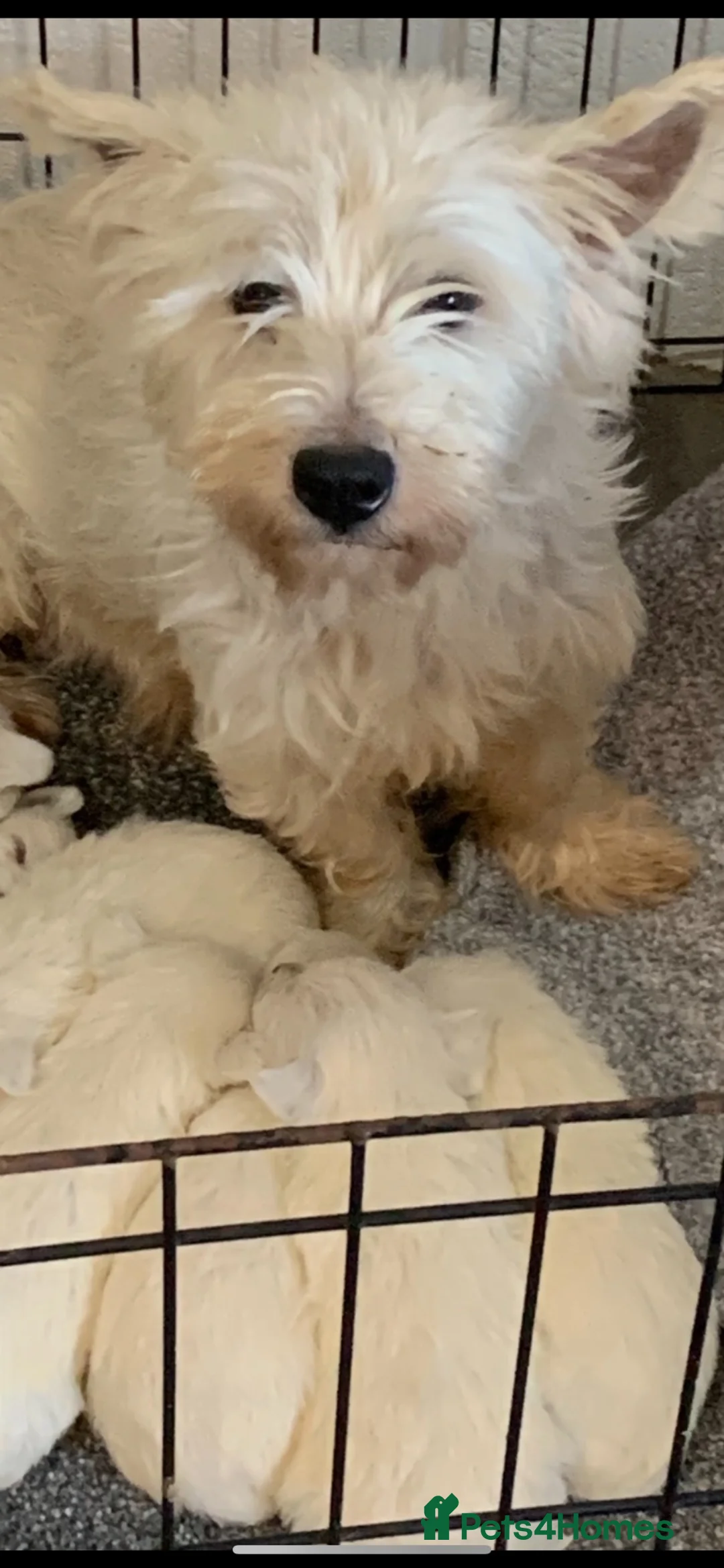 West Highland Terrier dogs for sale: Kc Westie pup - Advert 1