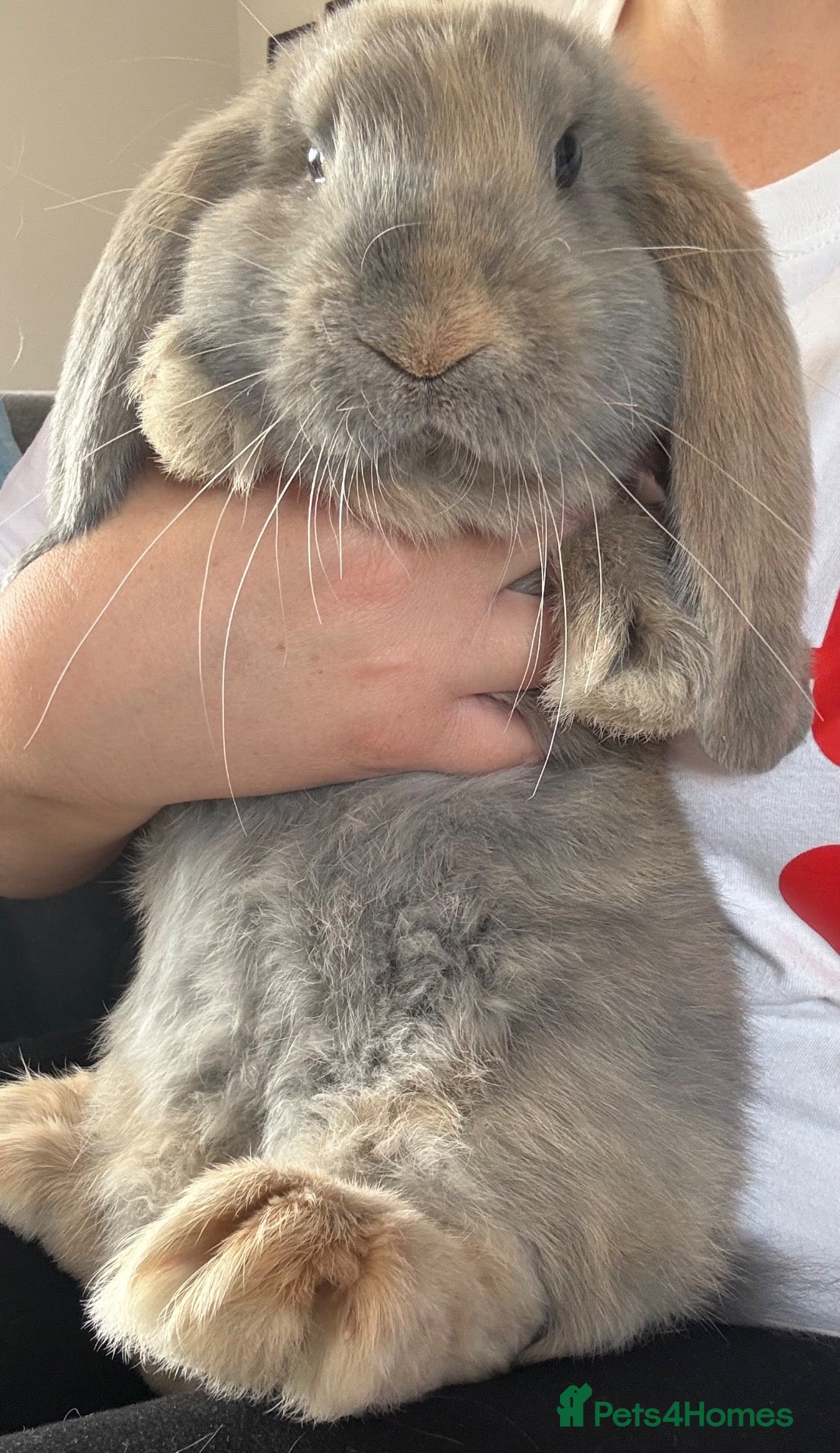 French Lop rabbits 💙cuddly pure bred French lop last Buck 💙 - Advert 8