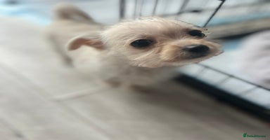 Chipoo dogs Tiny Chihuahua / Asian toy poodle  - Advert 14