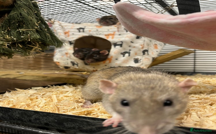 Rat rodents - Advert 1