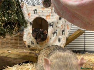 Rat rodents - Advert 4