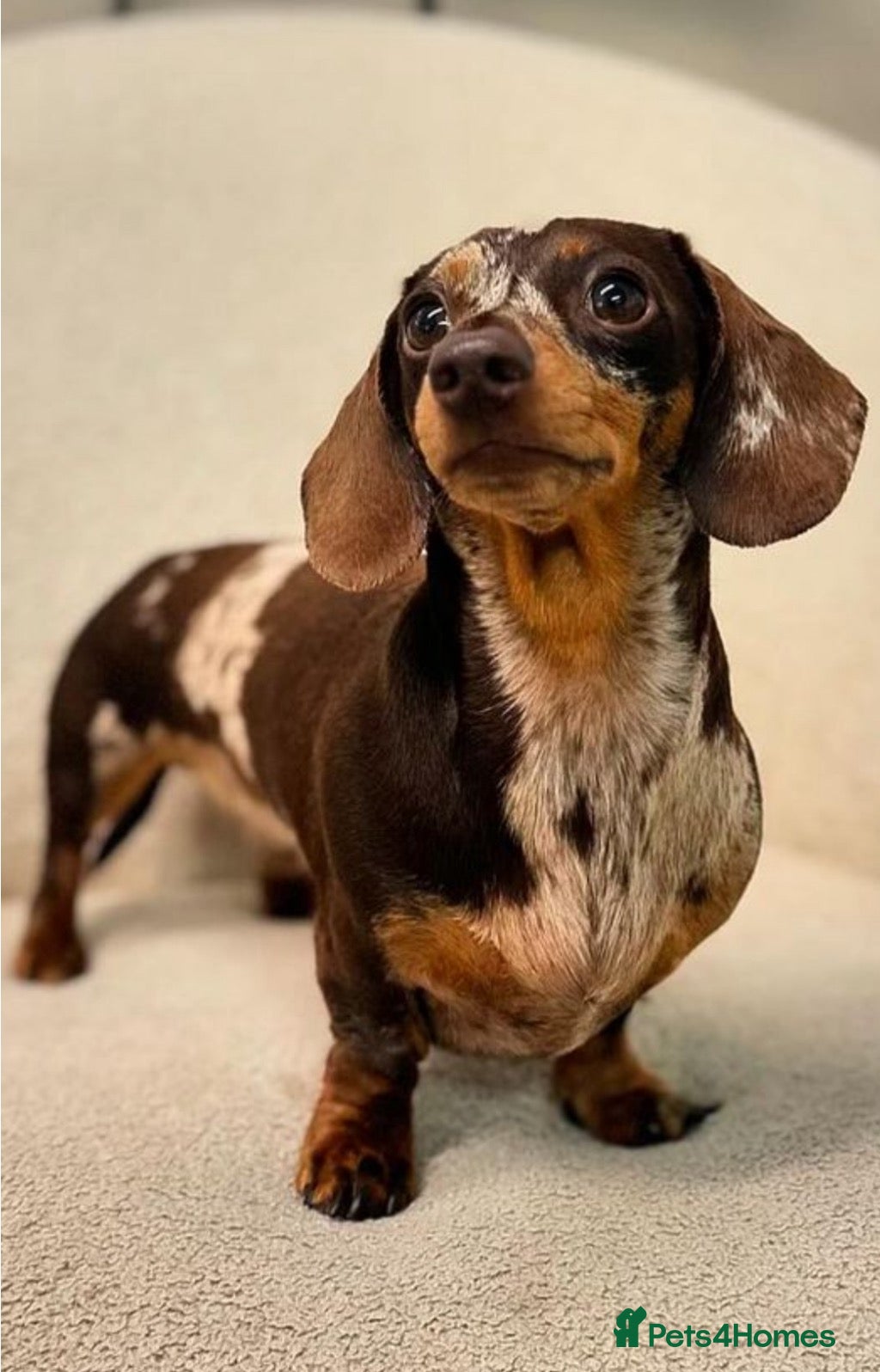 Miniature Dachshund dogs Chocolate Dapple Miniature Dachshund - stud duties - Advert 1