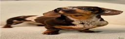 Miniature Dachshund dogs for stud: Chocolate Dapple Miniature Dachshund - stud duties - Advert 1