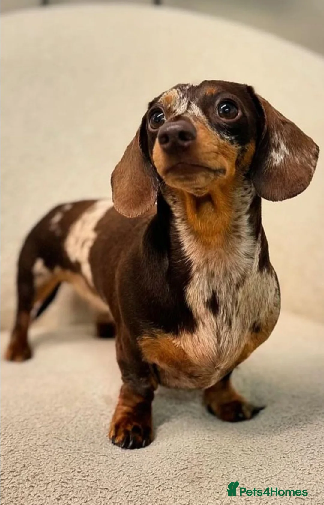 Miniature Dachshund dogs for stud: Chocolate Dapple Miniature Dachshund - stud duties - Advert 1