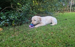 Labrador Retriever dogs for sale: **PEDIGREE, KC REGISTERED AND HIP SCORED** - Image 36