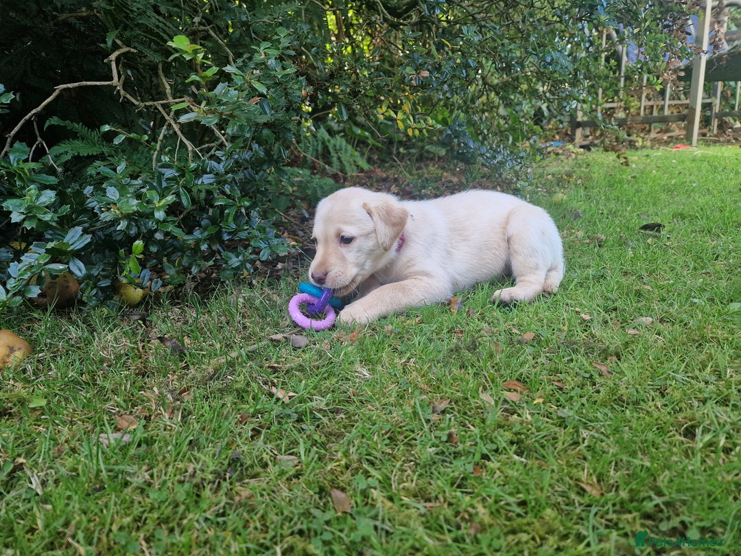 Labrador Retriever dogs for sale: **PEDIGREE, KC REGISTERED AND HIP SCORED** - Image 36