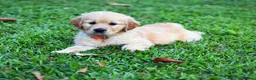 Golden Retriever dogs for sale: Golden Retriever puppies ready for sale in Morecambe - Advert 5