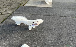 Bichon Frise dogs for stud: Bichon for stud duties!  - Image 4