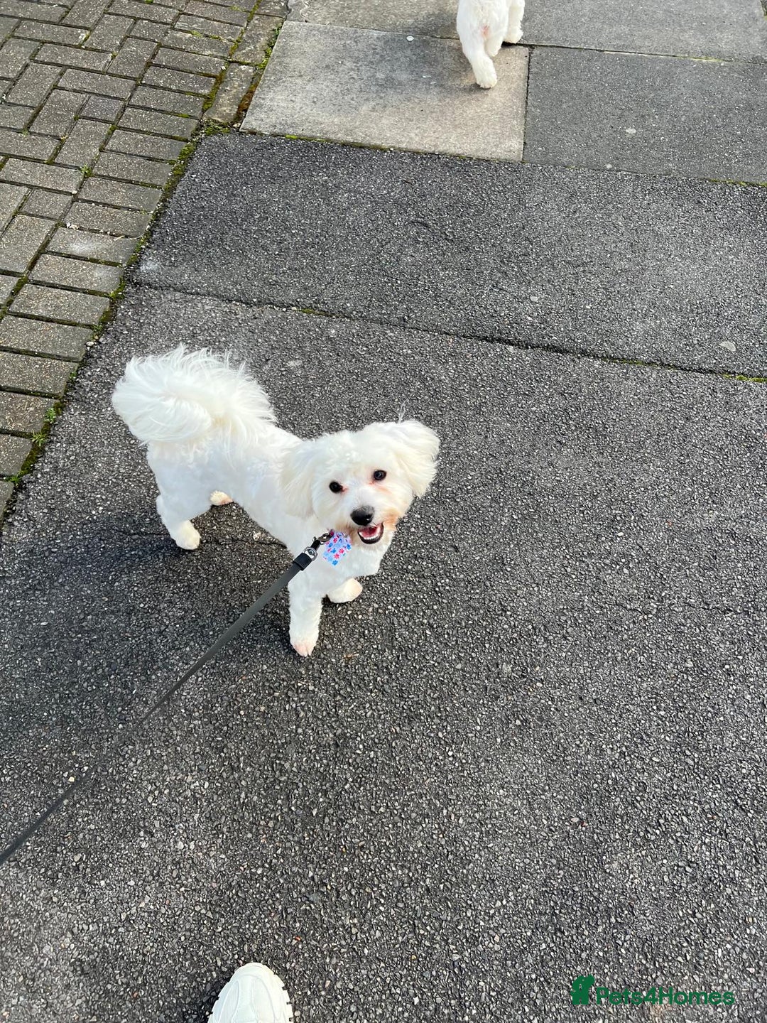Bichon Frise dogs for stud: Bichon for stud duties!  - Image 4