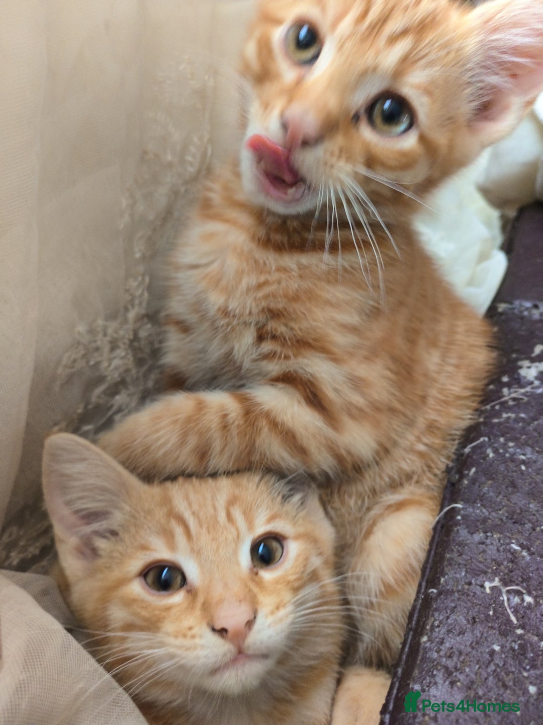 Bengal cats for sale: Bengal cross kittens for sale *ready to leave* in Montrose - Image 1