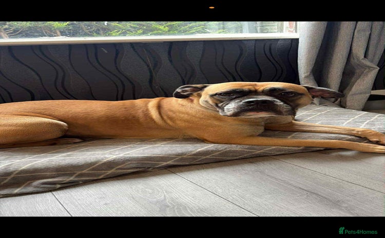 Mixed Breed dogs - Advert 3