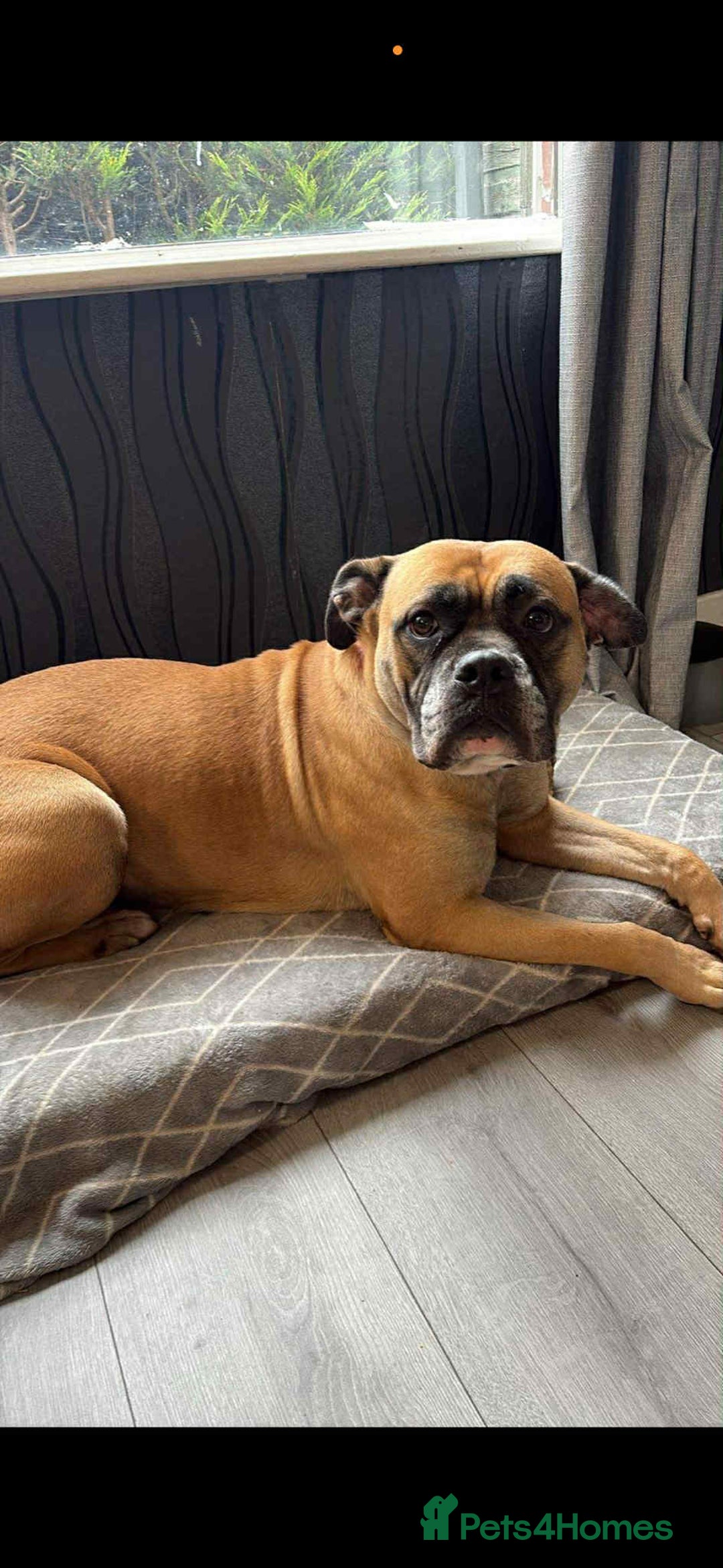 Mixed Breed dogs for sale: Mixed Breed - Image 1