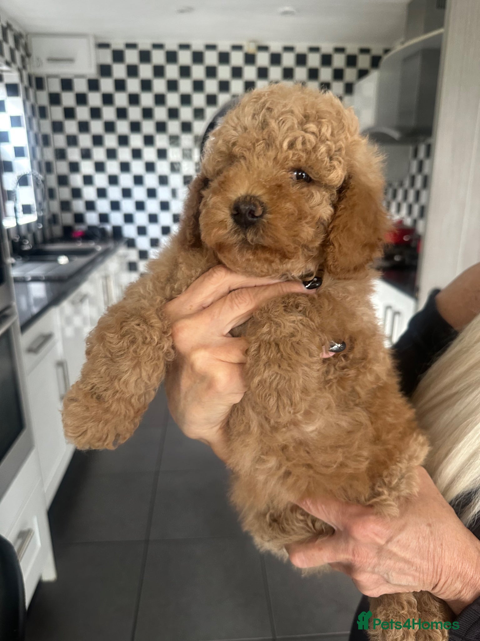 Goldendoodle dogs F1B MINI/MEDIUM GOLDENDOODLES FULL HEALTH CHECKED  - Advert 1
