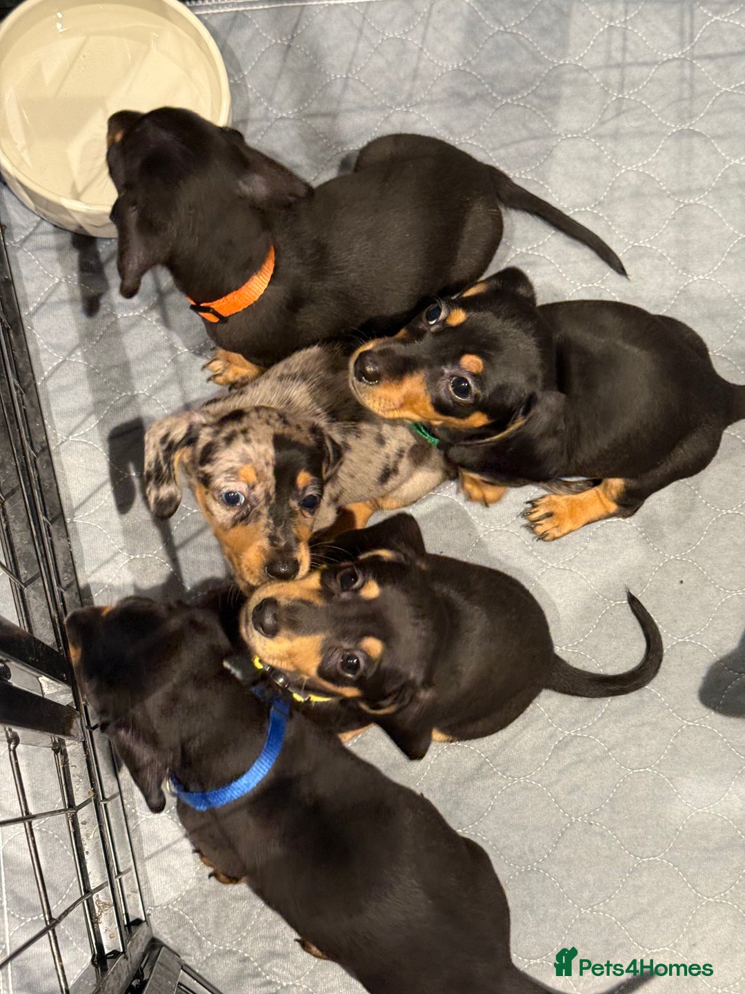 Miniature Dachshund dogs for sale: Miniature dachshunds  - Advert 10