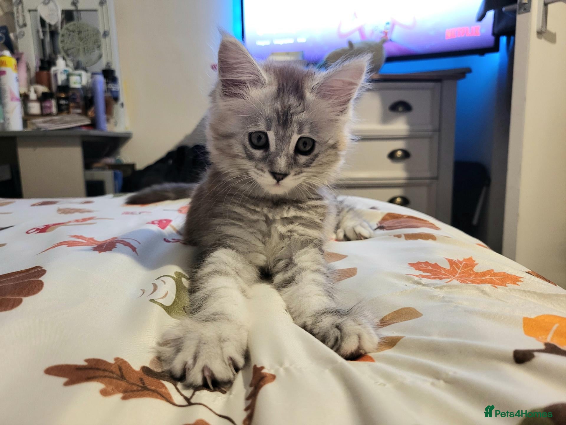 Maine Coon cats Reduced!! 1 Girl Left, Been Let Down. - Advert 3