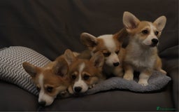 Welsh Corgi Pembroke dogs for sale: Stunning 33 Generation KC Pembroke Corgi Pups - Image 7