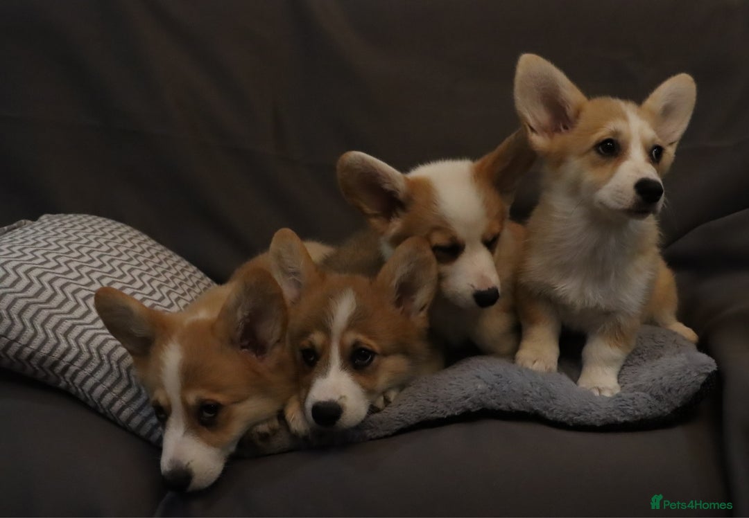 Welsh Corgi Pembroke dogs for sale: Stunning 33 Generation KC Pembroke Corgi Pups - Image 7