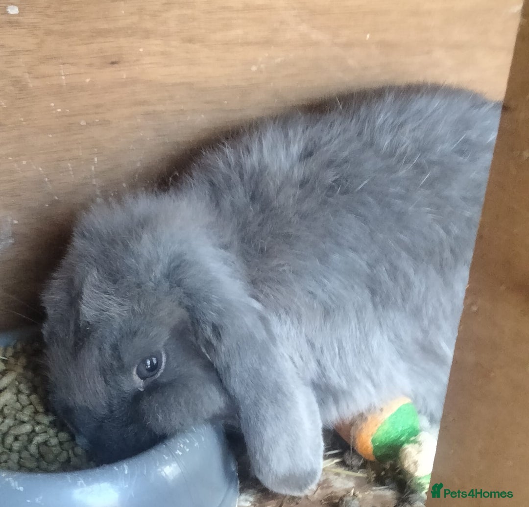 Mini Lop rabbits for sale: Stunning 2x mini lop and mini lop x lionhead - Image 4