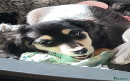 Miniature Dachshund dogs for sale: KC Black and Cream  ready now - Image 2