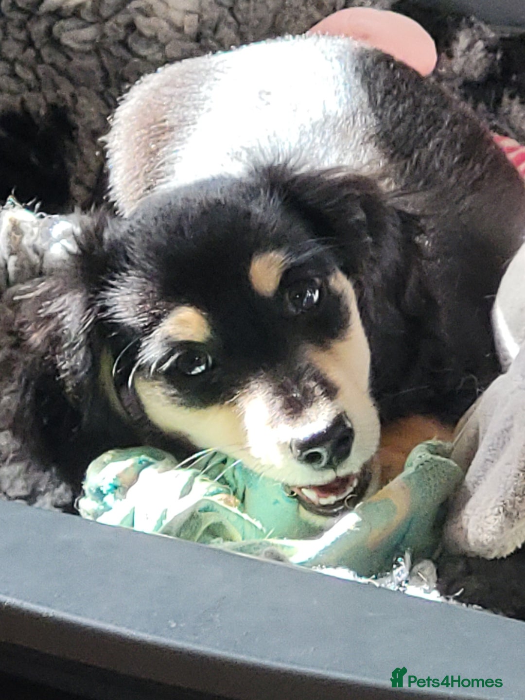 Miniature Dachshund dogs for sale: KC Black and Cream  ready now - Image 2