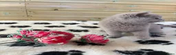 British Shorthair cats for sale: Beautiful pedigree British Shorthair kittens - Advert 2