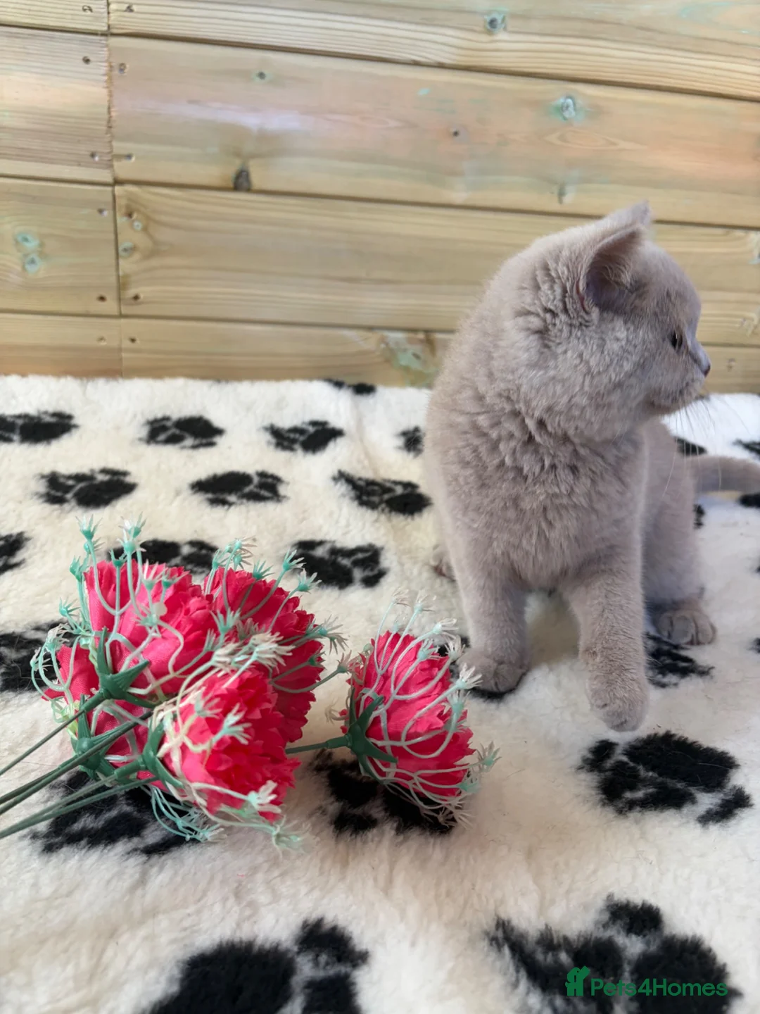British Shorthair cats for sale: Beautiful pedigree British Shorthair kittens - Advert 2