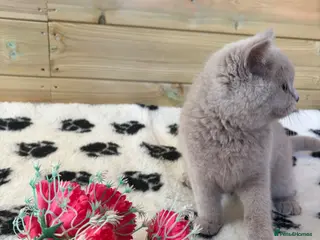 British Shorthair cats Beautiful pedigree British Shorthair kittens - Advert 15